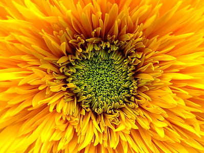 nature, summer, yellow, petals thumbnail