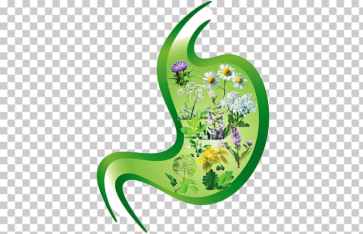 page 446 13 804 stomach png cliparts for free download medix staffing solutions
