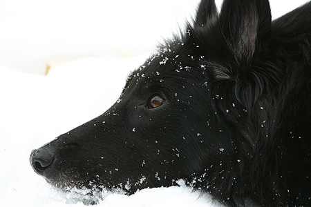 long-coated black dog thumbnail