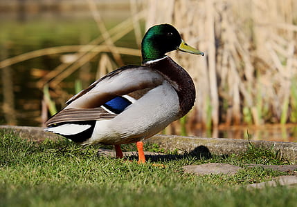 mallard duck on green grass during daytime thumbnail