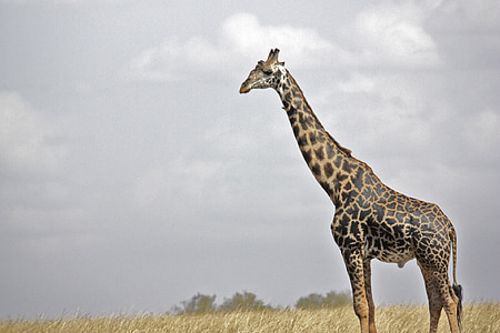 brown and black giraffe on grain field under cloudy sky thumbnail