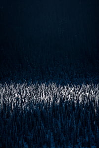 aerial photography of forest thumbnail
