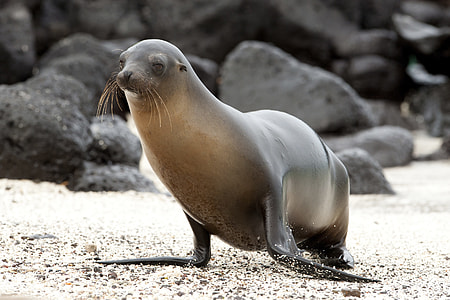 The North Pacific Sea Lions thumbnail