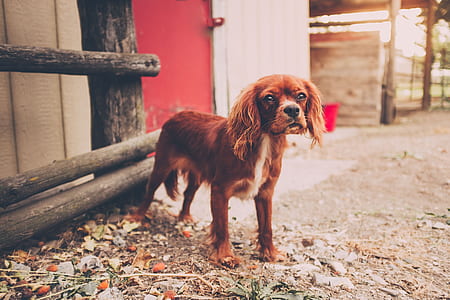 red and white Cavalier King Charles spaniel standing near brown wooden house thumbnail