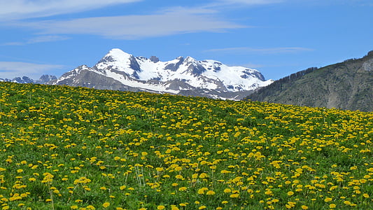 yellow flowering plants thumbnail