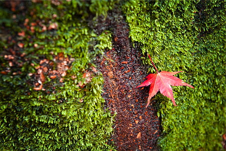red maple leaf on green moss thumbnail