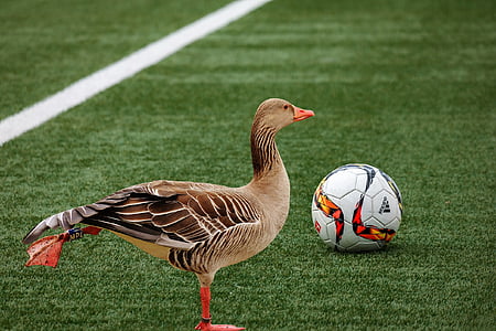 brown duck near white soccer ball thumbnail