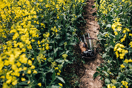 Woman with vintage camera in the field of blooming rapes thumbnail