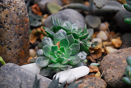 Two Green Succulent Plants on Rock thumbnail