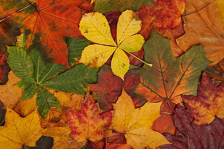 assorted yellow and brown leaves thumbnail