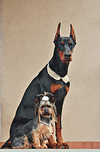 adult doberman sitting on brown surface thumbnail