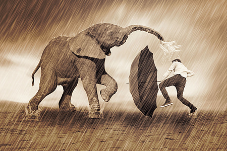 photo of man and elephant playing during the rain thumbnail