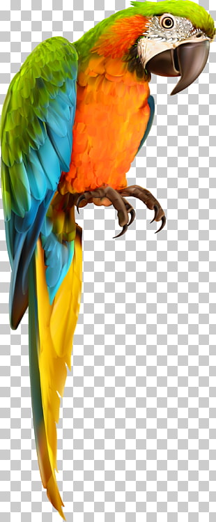 Parrot bird animal material, multicolored parrot standing on white table PNG clipart