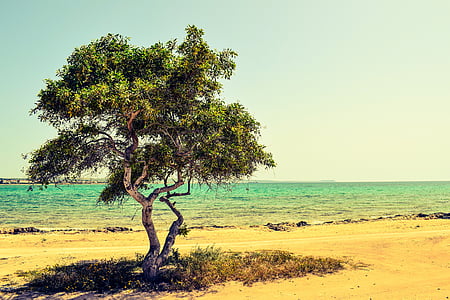 lone tree near ocean during daytime thumbnail