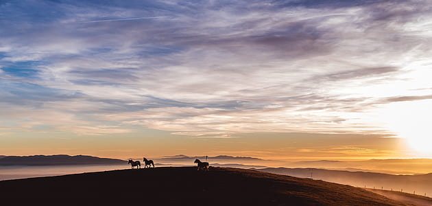 three animals on plains during daytime thumbnail