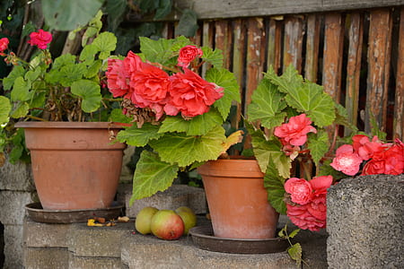 red petaled flowers on brown pots thumbnail
