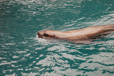 sea lion in body of water thumbnail