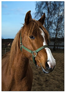 close up photo of brown horse thumbnail