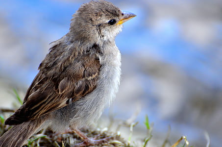 shallow focus photo of brown and gray bird thumbnail