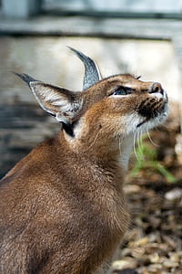 brown lynx thumbnail