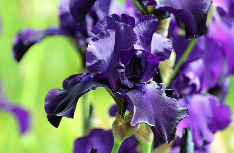 purple petaled flower thumbnail