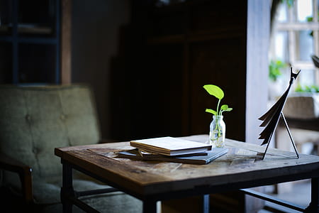 green oblate leaf plant on clear glass vase thumbnail