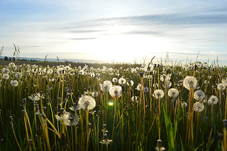 photo of white flowers in daylight view thumbnail