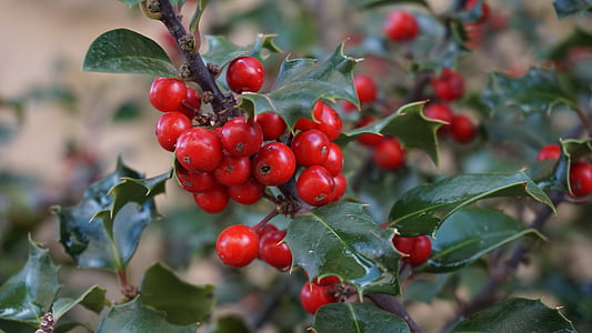 berry fruit thumbnail