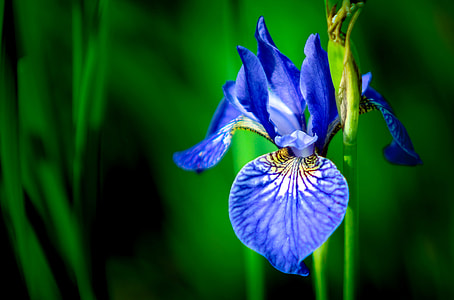 selective focus photo of blue petaled flower in bloom thumbnail