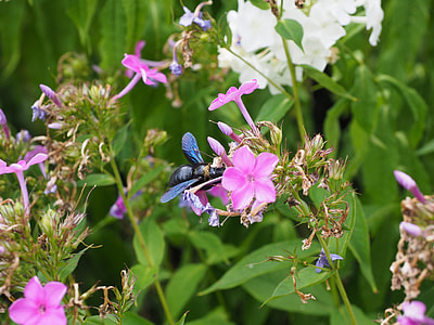 Big Blue Wooden Bee thumbnail