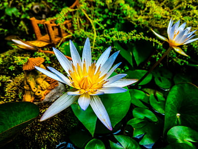 White and Yellow Flowers thumbnail