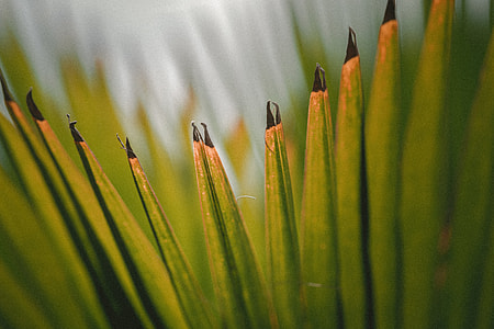 Palm thumbnail