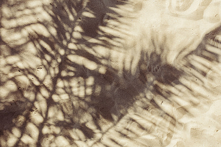 Palm leaf and shadow thumbnail