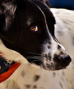 medium short-coated black and white dog on focus photo thumbnail