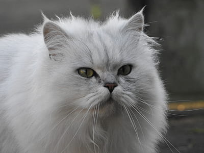 Persian cat on gray pavement thumbnail