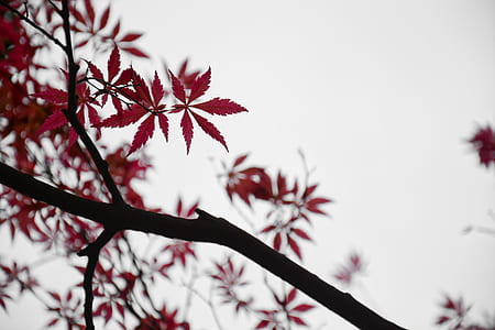 shallow focus photography of red leafed tree thumbnail