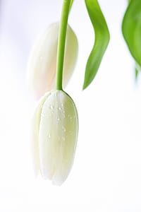 white and green plant thumbnail