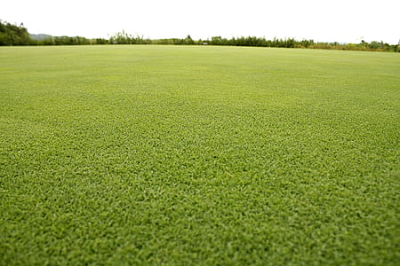 green grass thumbnail