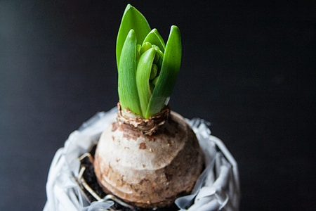 green leafed plant thumbnail