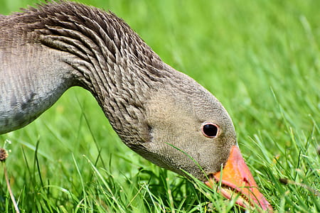 close-up photo of brown duck thumbnail