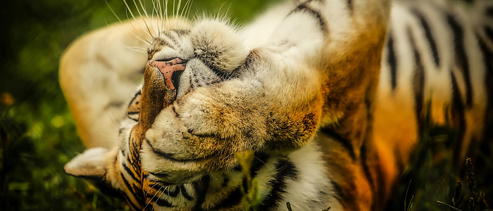 selective focus of tiger lying on grass field thumbnail