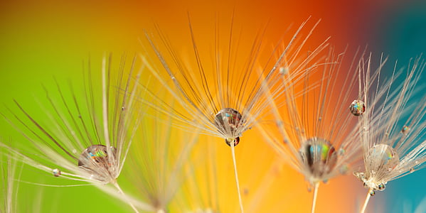 macro shot photography of white dandelion flower with water droplets thumbnail