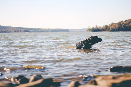 black Labrador retriever in body of water at daytime thumbnail