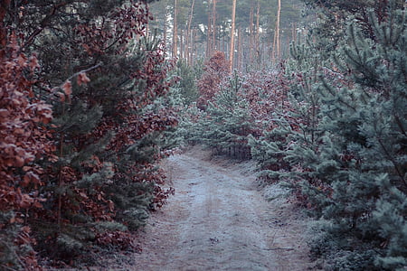 pathway in the middle of green pine trees at daytime thumbnail