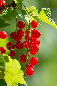 red berries thumbnail