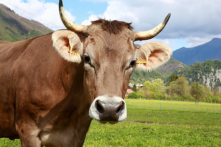 brown cow on grass field thumbnail