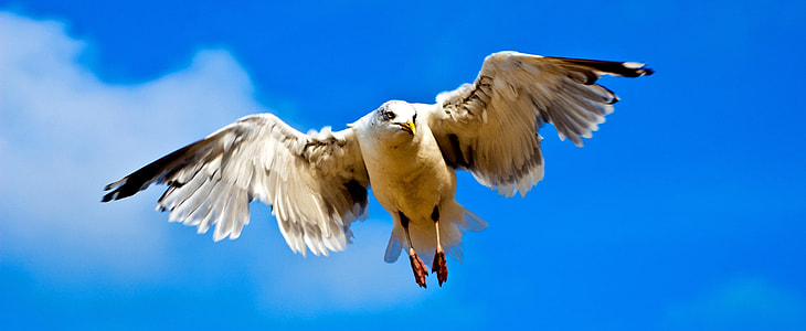 white and black bird flying during daytime thumbnail