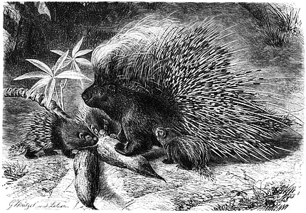 North African crested porcupine -- Hystrix cristata thumbnail