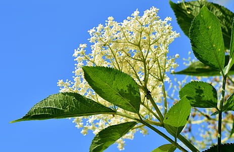 low-angle view of white petaled flowers thumbnail