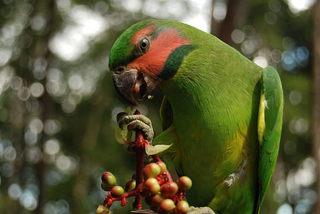 Birds Of Typical, Cateches Of Natuna thumbnail